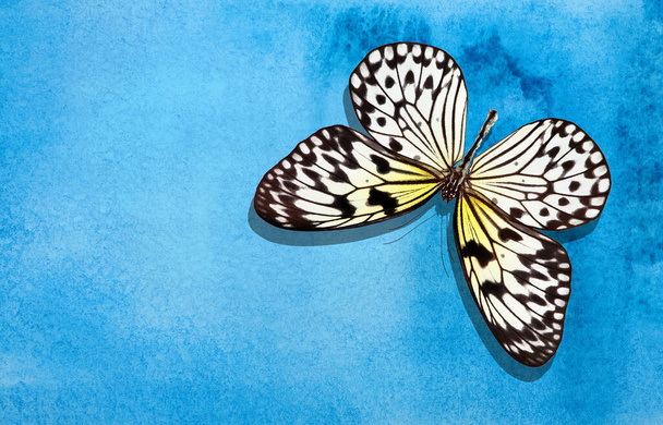 青いぼやけた水彩の背景に鮮やかなカラフルな熱帯蝶。ライスペーパー蝶。大きな木のニンフ。白いニンフ蝶. - 写真・画像