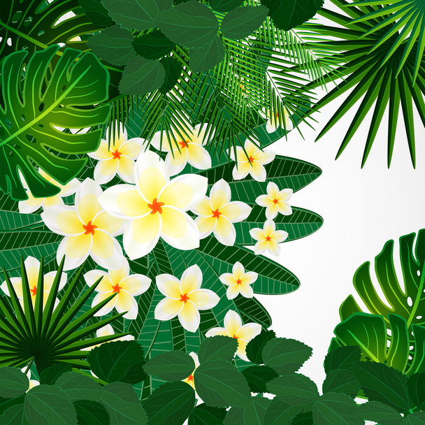 Eps10 Floral design background. Plumeria flowers and tropical le - Vector, imagen