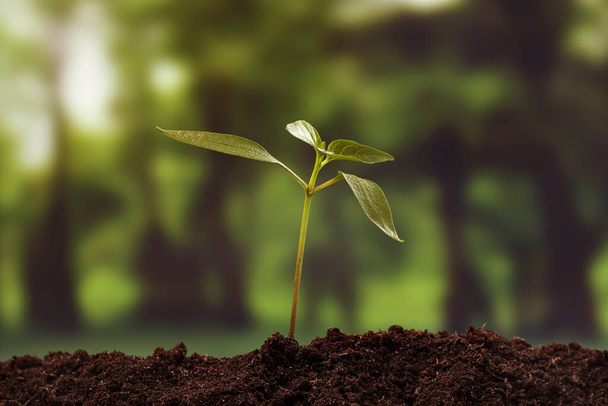 Young plant growing from soil against blurred backdrop of forest, small depth of focus. Environmental and agricultural concepts. - Photo, Image