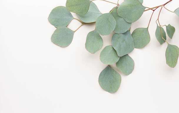 Green leaves eucalyptus on pastel background. flat lay, top view. - Φωτογραφία, εικόνα