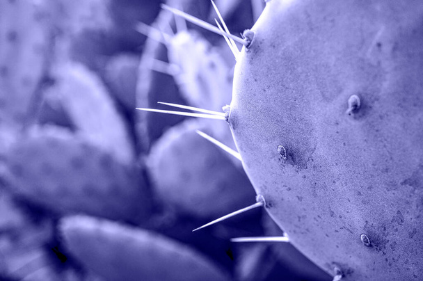 violet violet Cactus avec aiguilles gros plan sur fond flou. Poire piquante, Opuntia. Fond végétal naturel dans les couleurs à la mode de l'année 2022 très péri - Photo, image