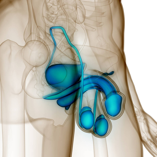 Anatomía del sistema reproductor masculino. 3D - Foto, imagen