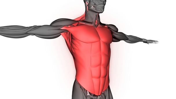 Emberi test izom rendszer izmok anatómia. 3D - Fotó, kép