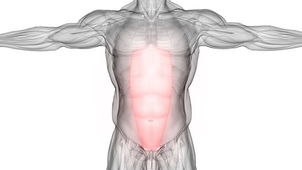 Строение мышц грудной клетки