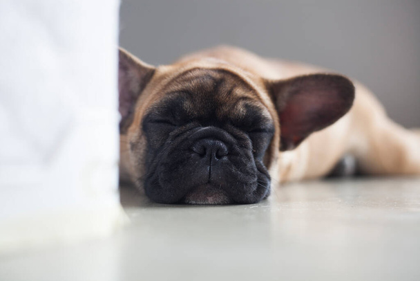Perro en casa - apartamento mascota. Bulldog francés marrón. Foto de alta calidad - Foto, Imagen