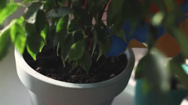 watering indoor plants - Footage, Video