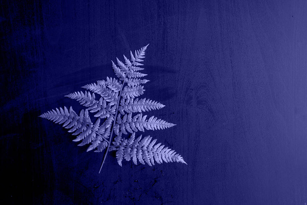 Very Peri.Drawing top view of the leaves of the plant in monochrome toning. abstract background concept.The color of the 2022 Macro. Selected sharpness. Plant texture. High quality photo - Foto, Imagem