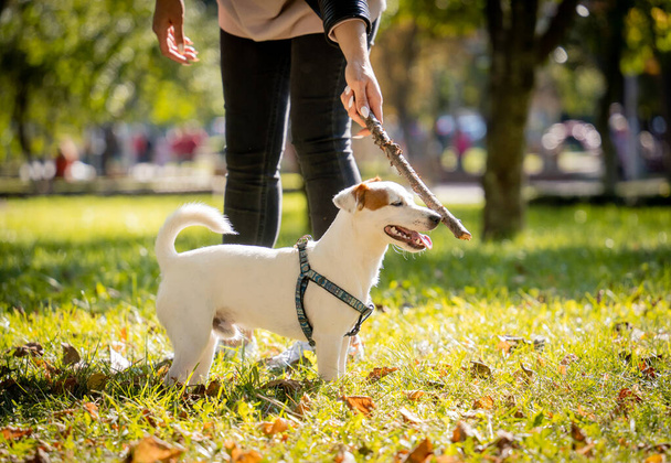 The owner trains the jack russell terrier dog in the park. - Zdjęcie, obraz