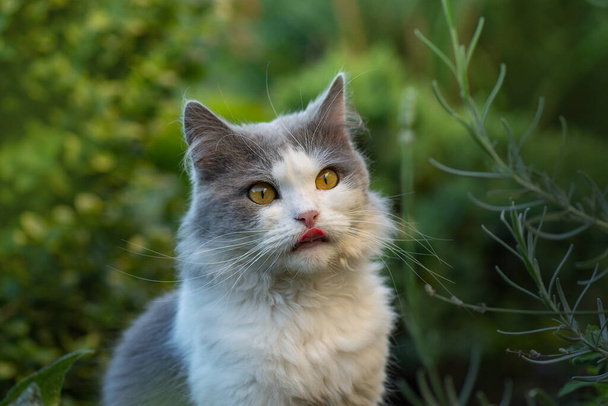 Cat sits in the garden and smacking her lips tongue out. Cat put out tongue - Photo, Image