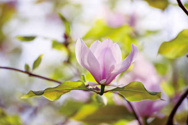Magnolia flores de primavera - Foto, imagen
