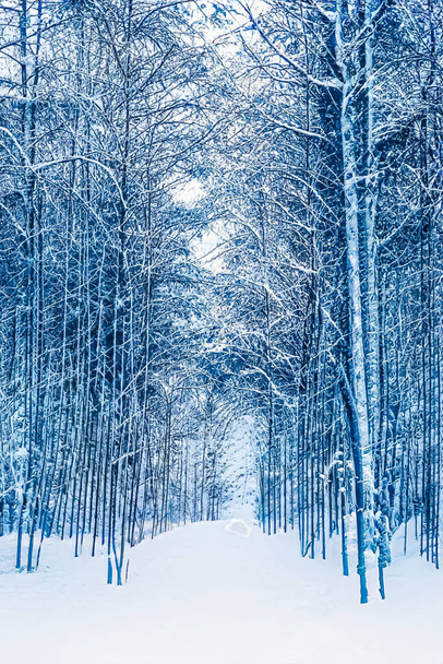 Зимняя страна чудес и рождественский пейзаж. Снежный лес, деревья, покрытые снегом, как праздник фон - Фото, изображение