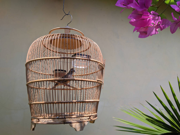 A burung in a hanging cage near plants - Zdjęcie, obraz