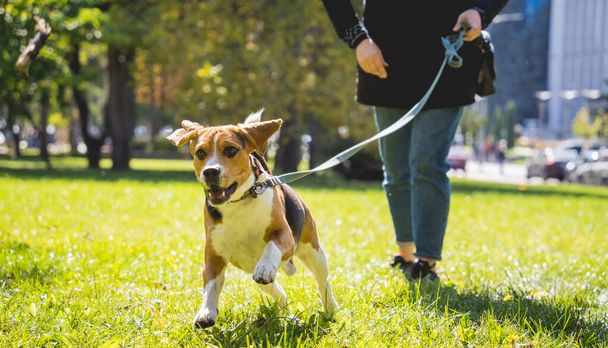 The owner trains the beagle dog in the park. - Foto, imagen