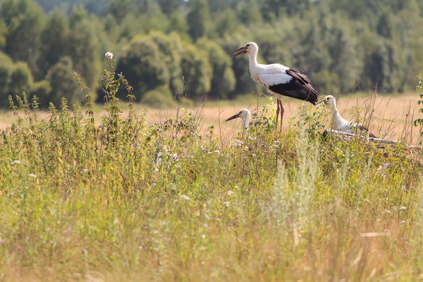 jonge witte ooievaars op veld en bos achtergrond - Foto, afbeelding