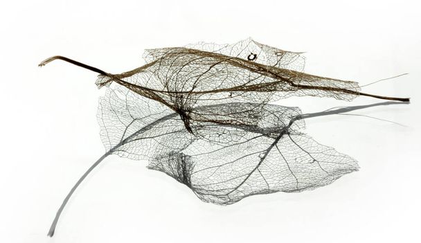  leaf vein texture background abstract - Foto, imagen