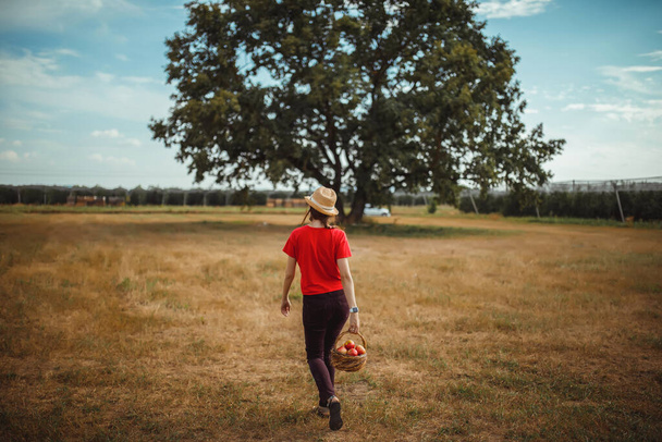 a girl in a red T-shirt, brown jeans, a straw hat carries a basket of red apples on a field covered with dry grass against the background of a large tree and the sky in blur - Photo, image