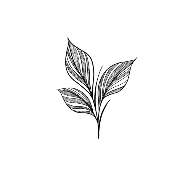 ботанічний ескіз татуювання - красива рослина-гілочка. Шаблон ботанічного елемента для графічного дизайну, весільного декору, текстилю, сувенірного подарунка, канцелярського друку
 - Фото, зображення