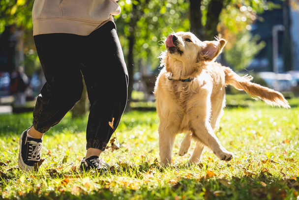 The owner plays the golden retriever dog in the park. - Photo, image