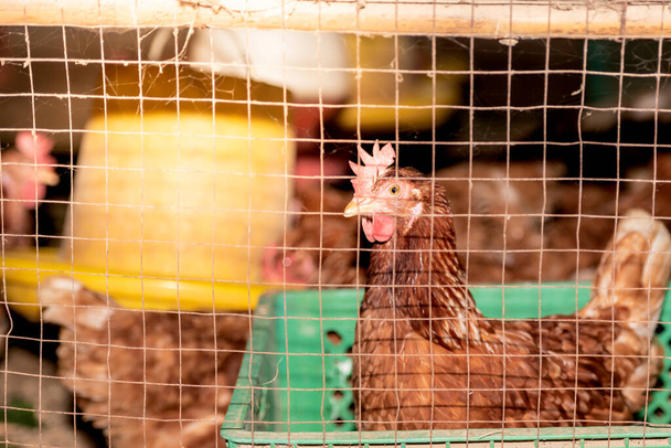 Εκτροφή αυγών κοτόπουλου στη φάρμα, την οποία παράγει αυγά για κατανάλωση και διανομή, σε ζωικό και ορνιθοτροφείο έννοια, - Φωτογραφία, εικόνα