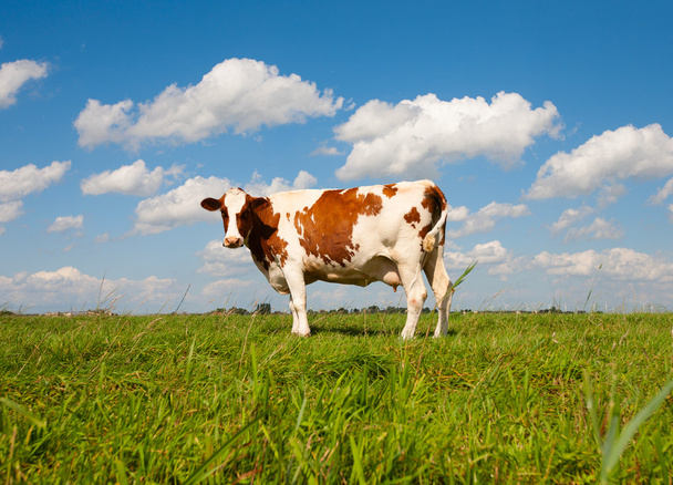 Dutch cows - Valokuva, kuva