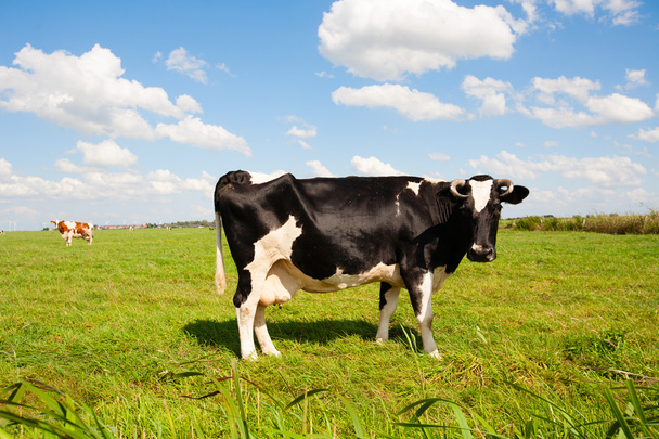 Dutch cows - Zdjęcie, obraz