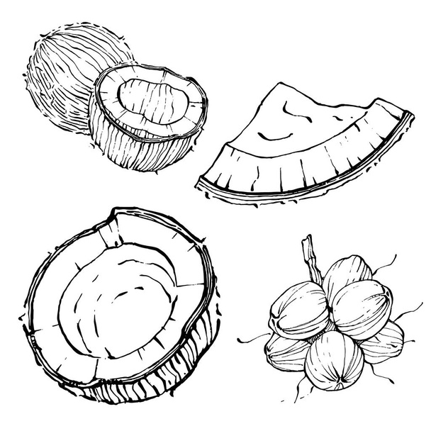 Vector coconut hand drawn Sketch. Vector tropical food illustration. Vintage style. The best for design logo, menu, label, icon, stamp. - Vector, Imagen