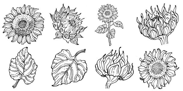 Sunflower flower. Floral botanical flower. Isolated illustration element. Vector hand drawing wildflower for background, texture, wrapper pattern, frame or border. - Vektor, kép