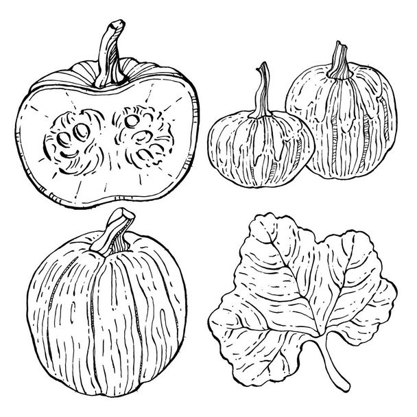 Pumpkin vector sketch hand drawn. Isolated object with engraved style illustration. Detailed vegetarian food. Farm market product. The best for design logo, menu, label, icon, stamp. - Διάνυσμα, εικόνα