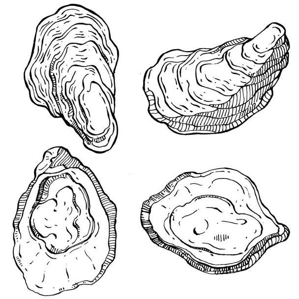 Oysters vector with engraving style illustration of logo or emblem for design seafood menu, lunch. Classic American steakhouse or French bistro appetizer. - Vector, Image