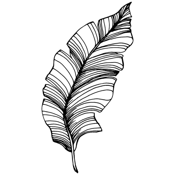 Vetor Verão tropical havaiano exótico. Palm beach árvore selva folhas botânicas. Tinta gravada a preto e branco. Folha planta botânica jardim folhagem floral. Elemento isolado de ilustração foliar
. - Vetor, Imagem