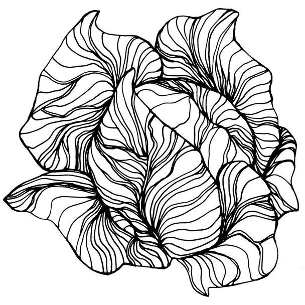 Cabbage hand drawing sketch vector illustration. Isolated vegetable engraved style object. The best for design logo, menu, label, icon, stamp. Vintage style. - Vetor, Imagem