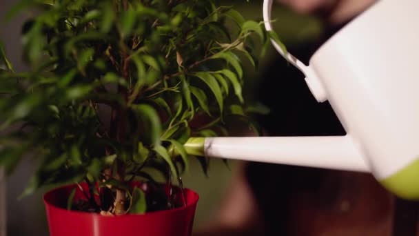 Arrosage de plantes vertes à la maison en utilisant un arrosoir blanc - Séquence, vidéo