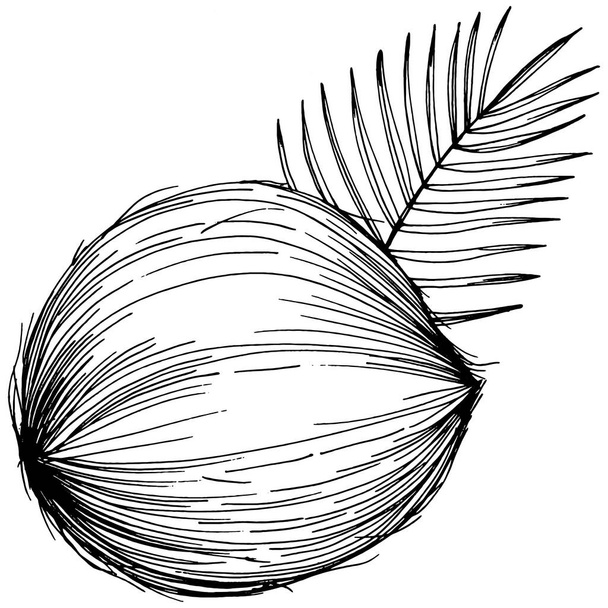 Vector coconut hand drawn Sketch. Vector tropical food illustration. Vintage style. The best for design logo, menu, label, icon, stamp. - Vector, Image