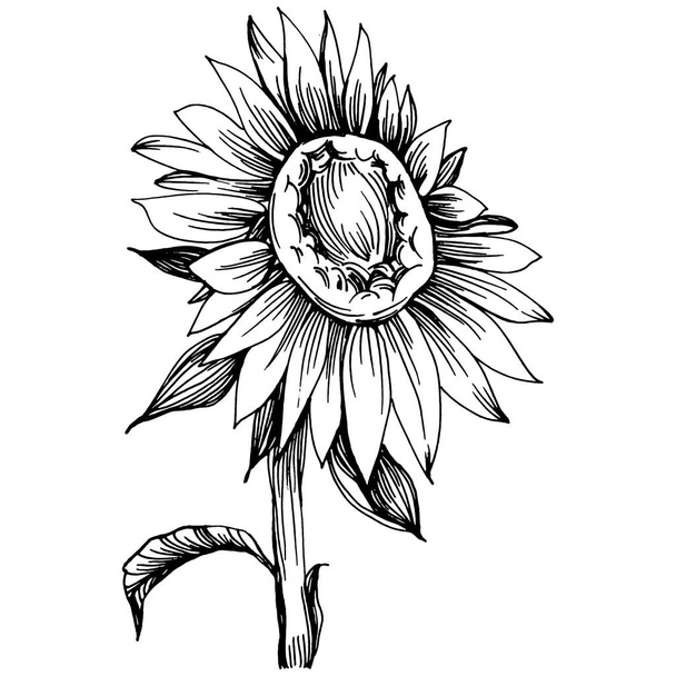 Sunflower flower. Floral botanical flower. Isolated illustration element. Vector hand drawing wildflower for background, texture, wrapper pattern, frame or border. - Vector, imagen