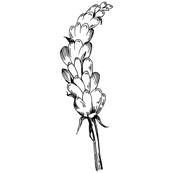 Lavender Isolated sketch illustration. Hand drawn element for wedding herb, plant or monogram with elegant leaves for invitation save the date card design. Botanical rustic trendy greenery. - Vektor, Bild