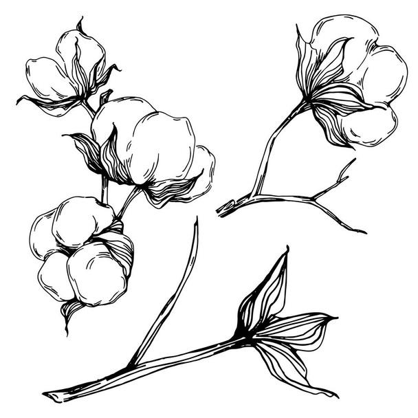 Cotton flower. Floral botanical flower. Isolated illustration element. Vector hand drawing wildflower for background, texture, wrapper pattern, frame or border. - Вектор,изображение
