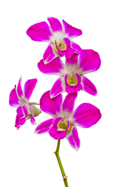 Fleurs d'orchidées thaï rose. (Cette image contient le chemin de coupure
). - Photo, image