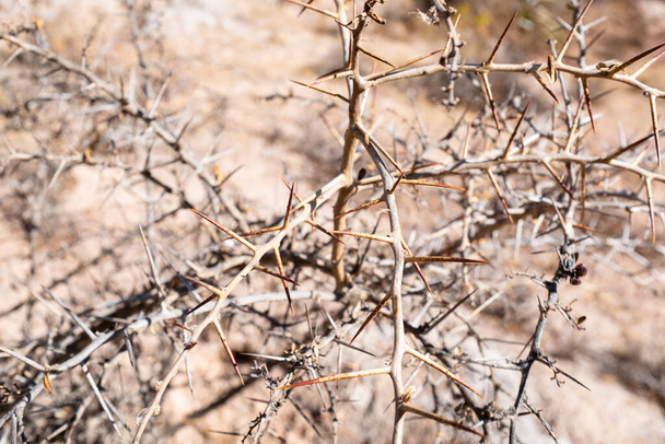 Dried bush with spines. Dead plant due to lack of water. Textured image. - Foto, immagini