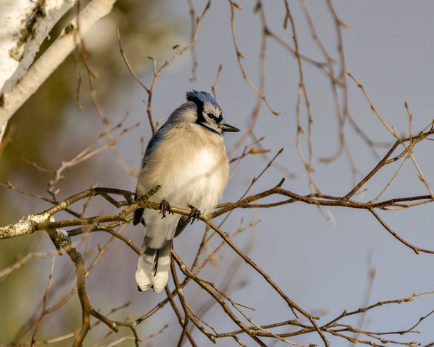 Blue Jay πουλί close-up άποψη σκαρφαλωμένο κατά τη χειμερινή περίοδο με θολή μπλε ουρανό και κλαδιά φόντο στο περιβάλλον και το περιβάλλον του. Πουλί Τζέι. - Φωτογραφία, εικόνα
