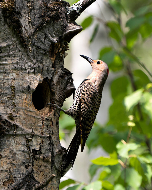 Northern Flicker bird close-up view creeping on tree by its nest cavity entrance, in its environment and habitat surrounding during bird season mating with a blur forest background. Flicker Bird Image. Picture. Portrait. Photo. - Foto, Imagen
