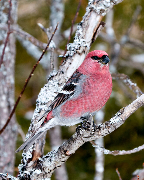 Pine Grosbeak male close-up profile view, perched  with a blur background in its environment and habitat. Image. Picture. Portrait. Grosbeak Photo and Image. - 写真・画像