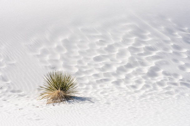 Fabryka Yucca u podnóża wydmy White Sypsum w Nowym Meksyku - Zdjęcie, obraz