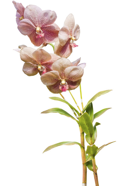 Fleurs d'orchidées thaï rose. (Cette image contient le chemin de coupure
). - Photo, image