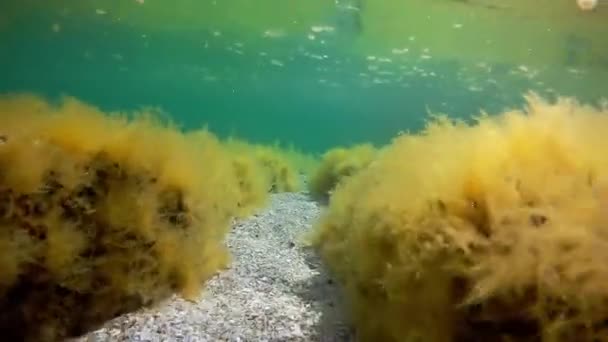 Onderwaterpad in zee. Onderwaterlandschap in de zee. Kaspische Zee. Maand van juni 2021 jaar. - Video