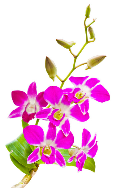 kwiaty różowe tajski storczyki.(ten obraz zawiera ścieżki przycinającej). - Zdjęcie, obraz