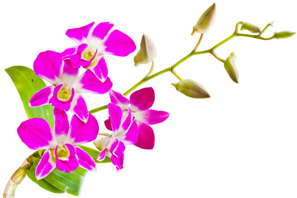 kwiaty różowe tajski storczyki.(ten obraz zawiera ścieżki przycinającej). - Zdjęcie, obraz
