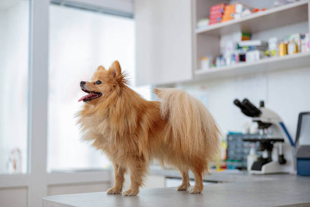 Foto do cão bonito durante a visita no escritório veterinário - Foto, Imagem