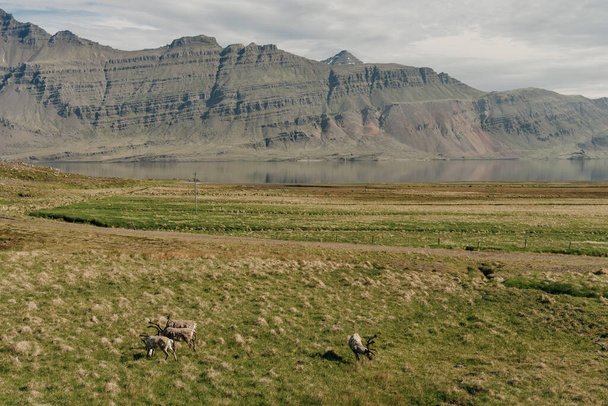 Manada de renos silvestres, fiordos orientales de Islandia sobre el fondo de montañas nevadas. Foto de alta calidad - Foto, Imagen