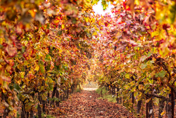 Zicht op de rijen druivenstruiken met kleurrijke herfstbladeren in de wijngaard - Foto, afbeelding