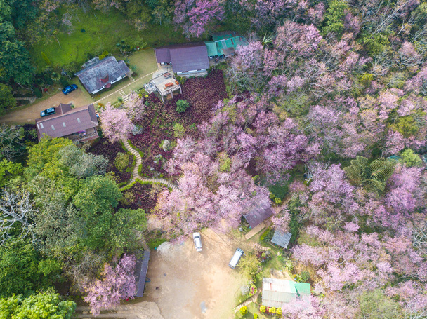 Beautiful aerial view of cherry blossom forest blooming on the mountains range in Phu Chi Fa forest park in Chiang Rai province of Thailand. High angle view from drone. - Photo, Image